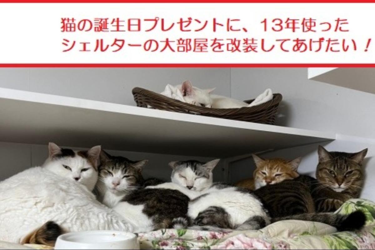 １００匹の保護猫の誕生日プレゼントとして、シェルター大部屋を改装してあげたい！！ Image