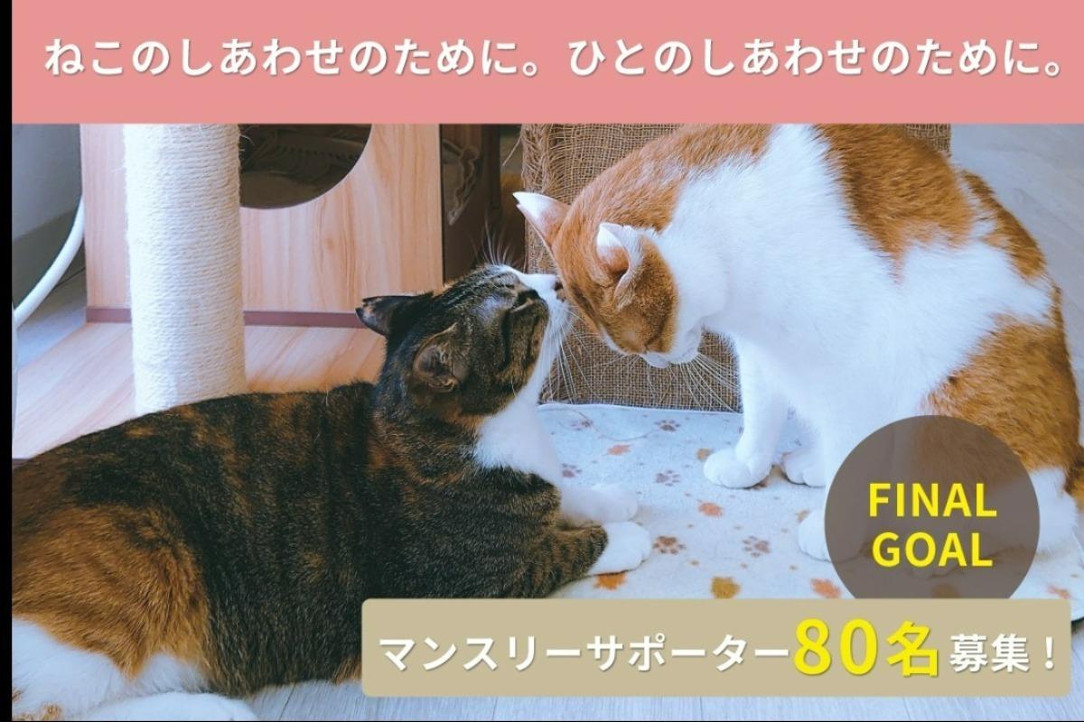 【ファイナルゴールに挑戦中！】全てのねこに迅速な保護・医療と、適切なマッチング譲渡を実現させたい！ ねこのしあわせを支えるマンスリーサポーター80名募集の画像