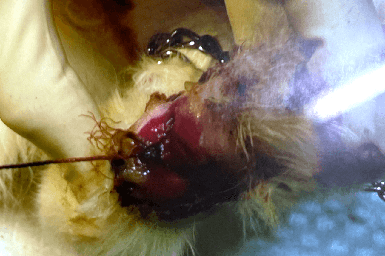 子猫の時に糸で足を結ばれ壊死寸前の猫を助けてください！！ Image