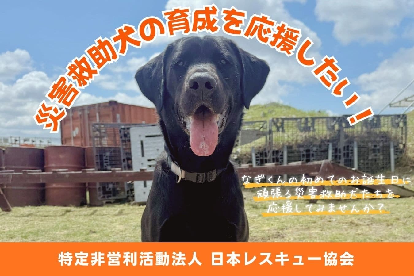 災害救助犬 訓練犬 なぎ のバースデードネーション～頑張る救助犬たちの育成費を集めたい～の画像