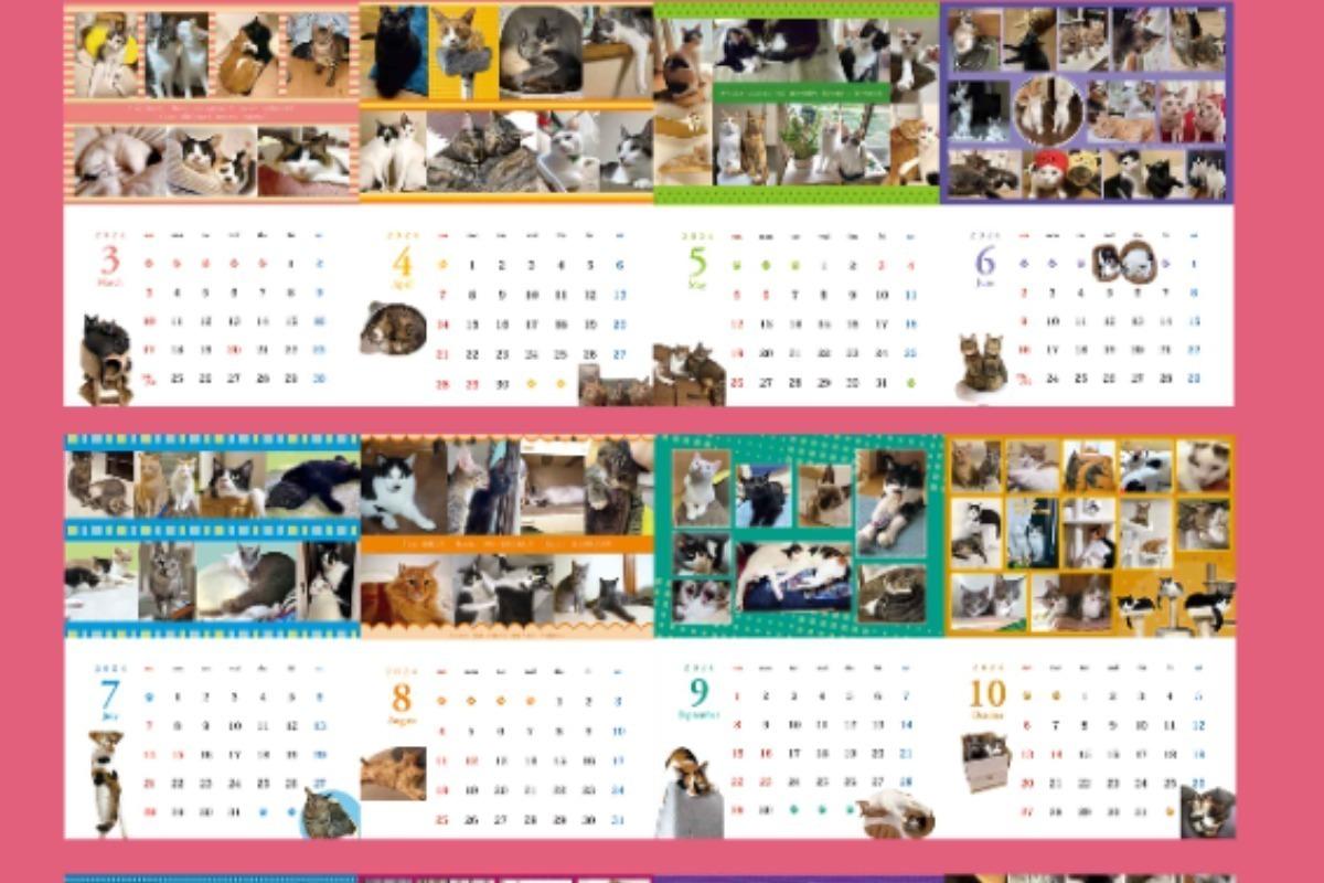 TNHomeで幸せになった　元保護猫たちの　「2024年　幸せカレンダー」の画像