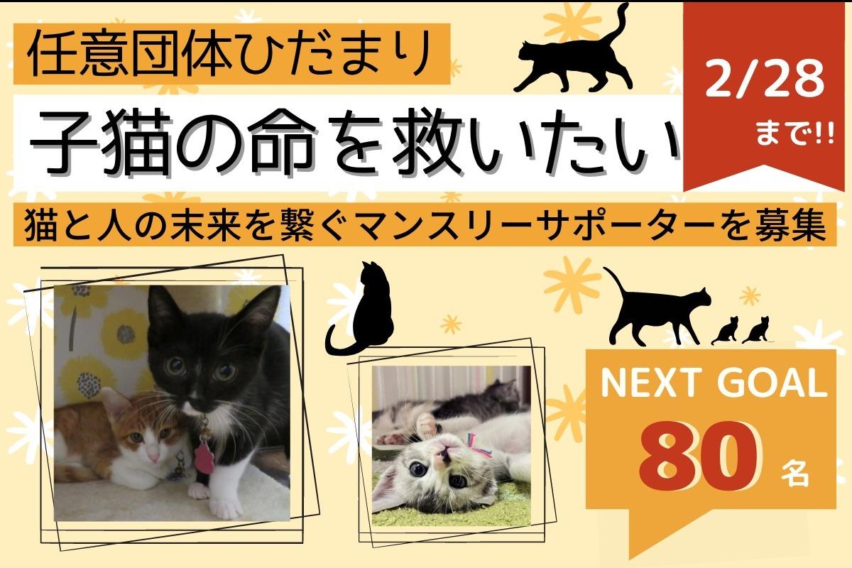 【ネクストゴールに挑戦中！】子猫の命を救いたい！猫と人の未来を救うマンスリーサポーターを80名募集！の画像