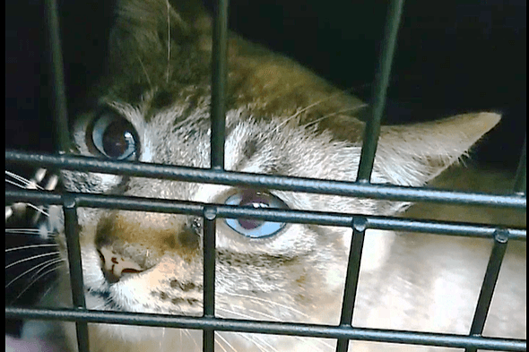キャリア持ちの猫ちゃんたちが快適に過ごせるように猫部屋の増築してます(*^▽^*) Image