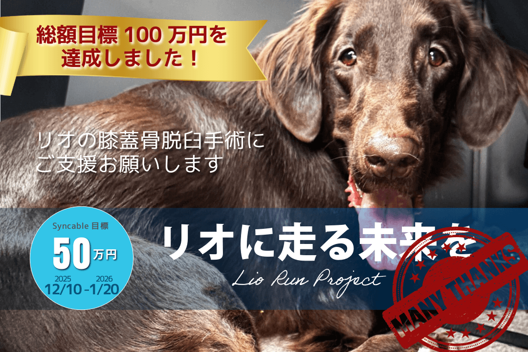【Lio Run Project】リオに走る未来を！〜保護犬リオの膝蓋骨脱臼手術にご支援お願いします〜の画像