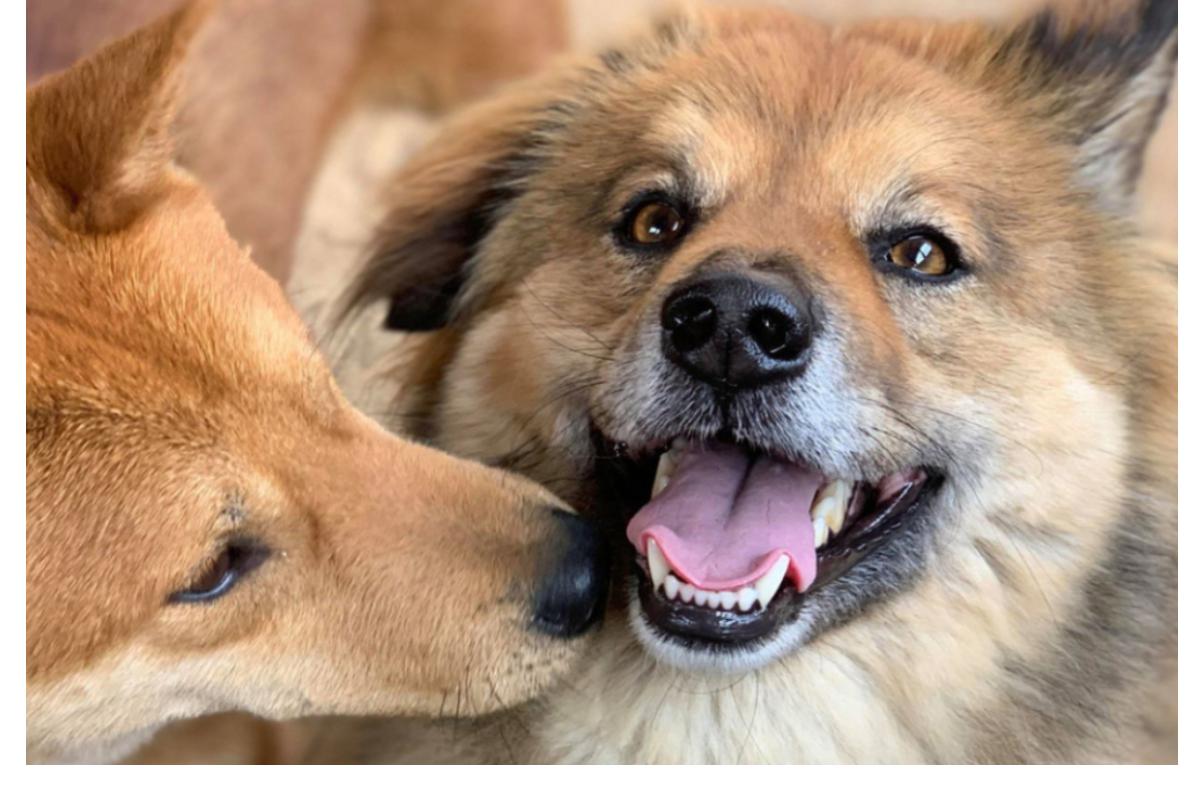 【サードゴールに挑戦中！】殺処分される犬猫の命を救いたい！ワンコインから始める「種っこ応援団」50人募集！の画像