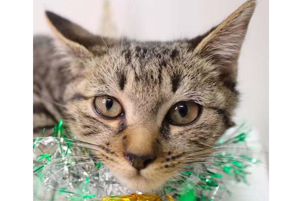 のえのバースデードネーション🎂保護猫🐈‍⬛花の木シェルターの画像