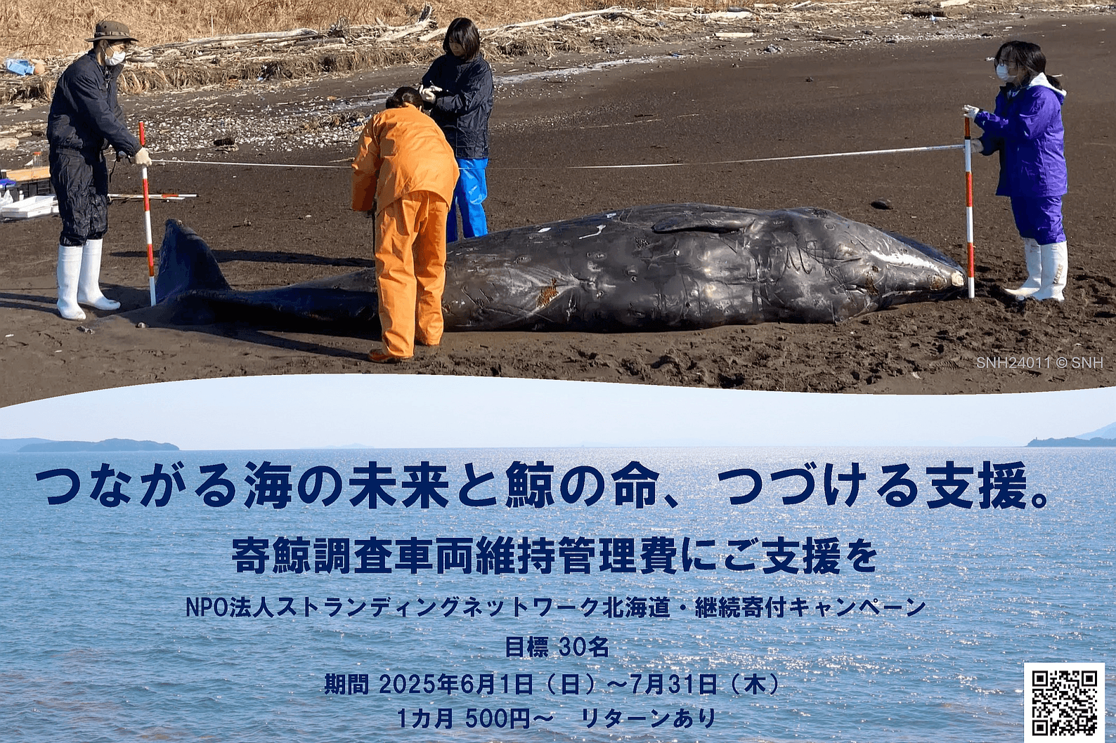 「つながる海の未来と鯨の命、つづける支援。」ストランディングネットワーク北海道・継続寄付キャンペーン Image