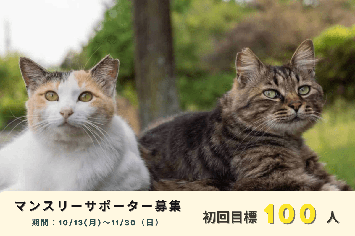 やまなしに、猫と人の幸せな物語をもっと届けたい。猫の命を守り、新しい家族につなぐマンスリーサポーターを100人募集します！の画像