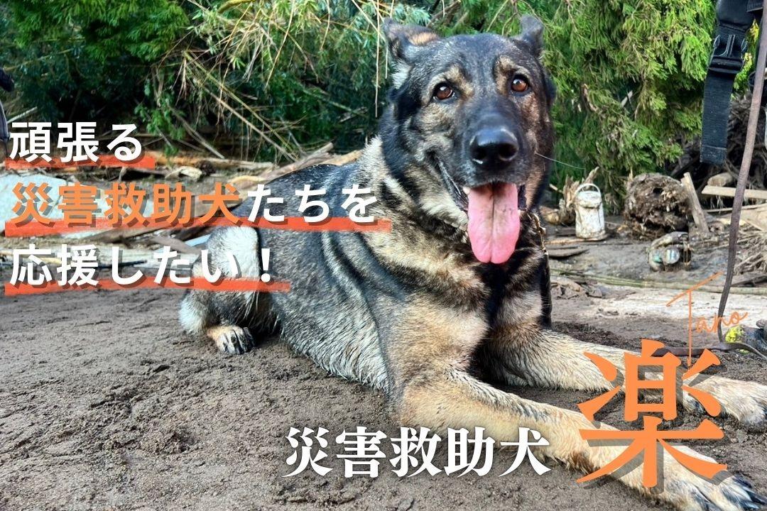 災害救助犬 楽 のバースデードネーション～頑張る救助犬たちの育成費を集めたい～の画像