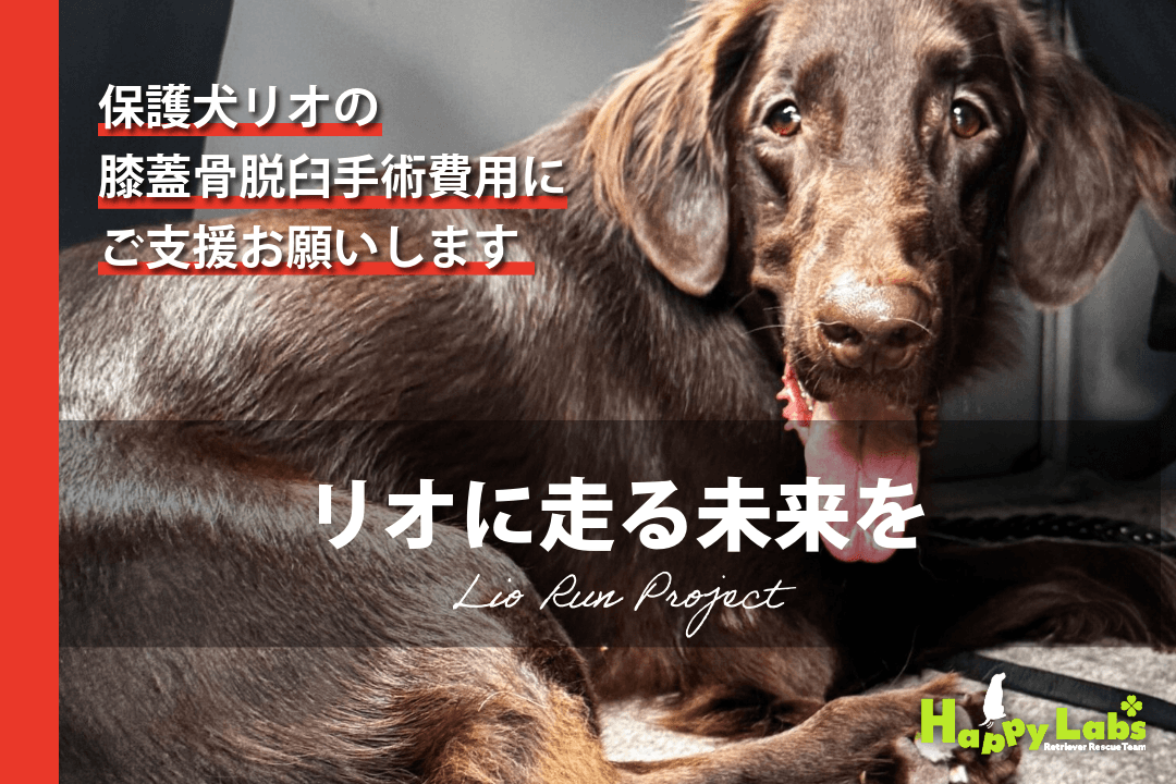 【Lio Run Project】リオに走る未来を！〜保護犬リオの膝蓋骨脱臼手術にご支援お願いします〜の画像