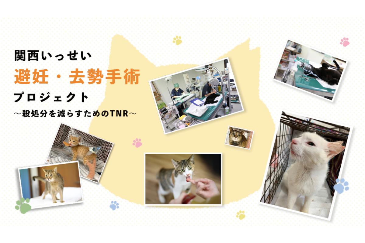 関西いっせい避妊・去勢手術プロジェクト〜殺処分を減らすためのTNR〜 Image