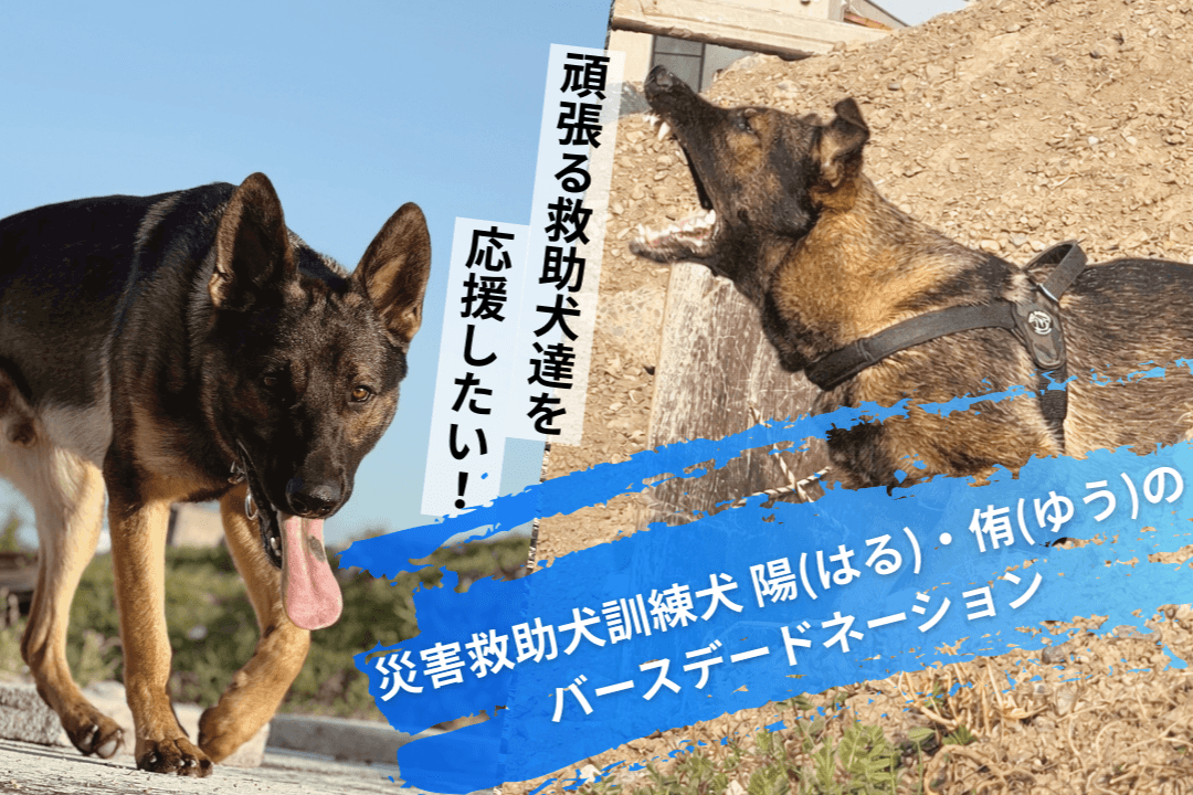 災害救助犬訓練犬 陽・侑のバースデードネーション～頑張る救助犬達の育成費を集めたい～の画像