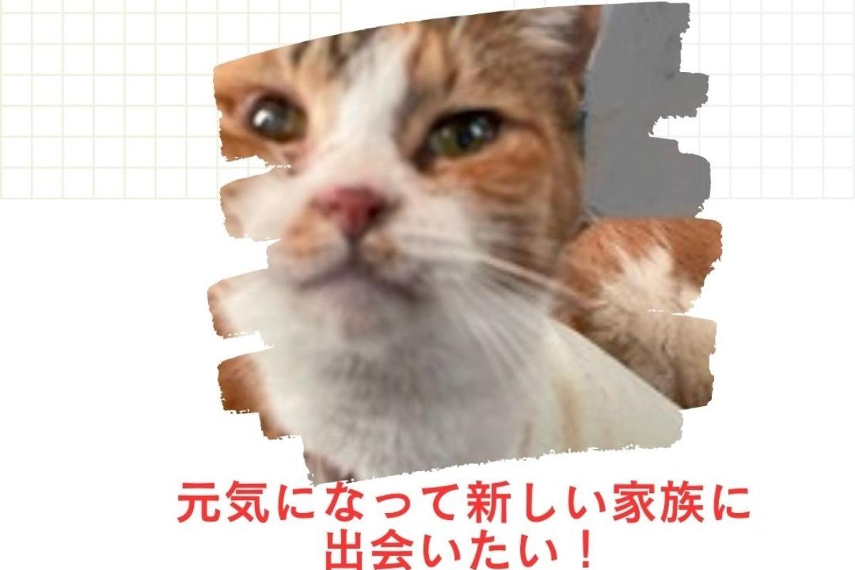 老猫、病気持ち猫、体が不自由な猫のために力を貸してください！の画像