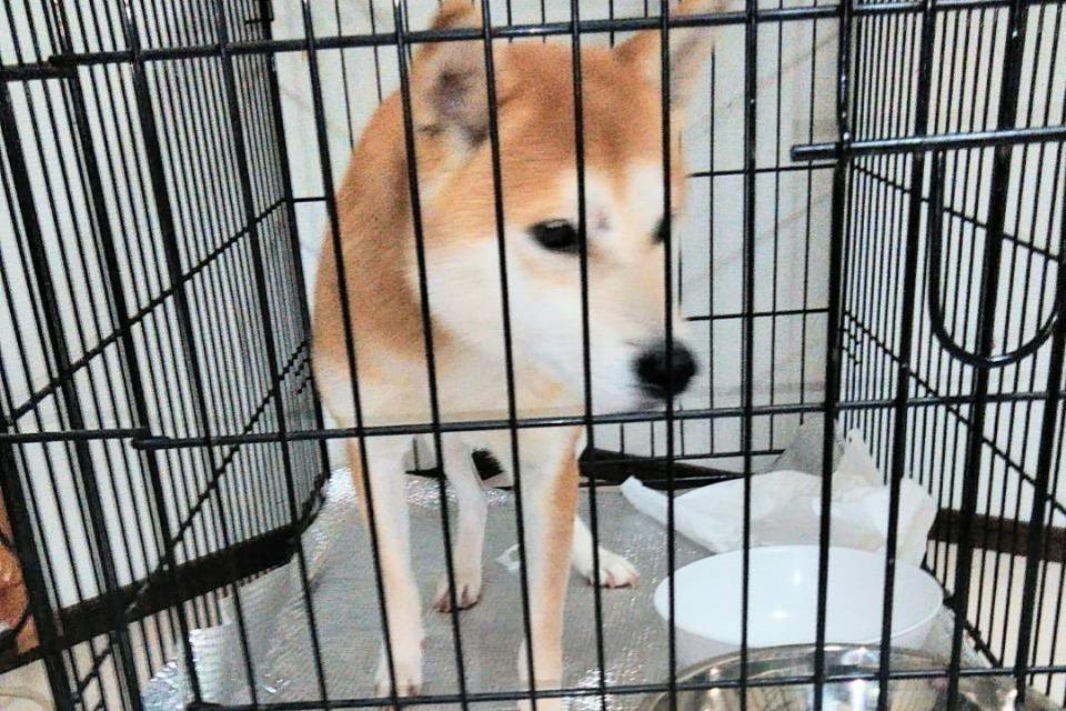 これまでの活動の画像