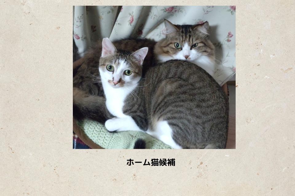 これまでの活動の画像