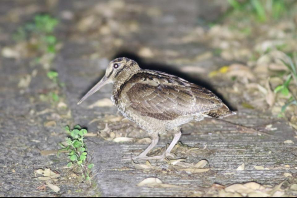 これまでの活動の画像