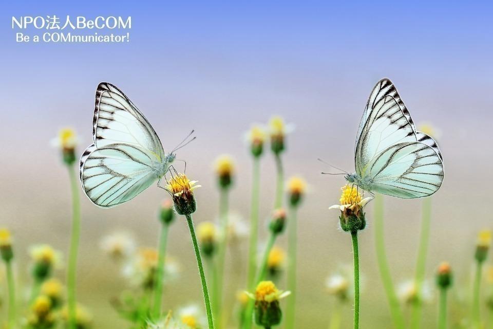 Butterfly Project(バタフライプロジェクト)のメインビジュアル