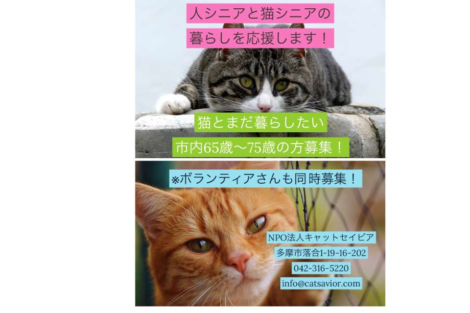 人シニア猫シニアプロジェクトのメインビジュアル