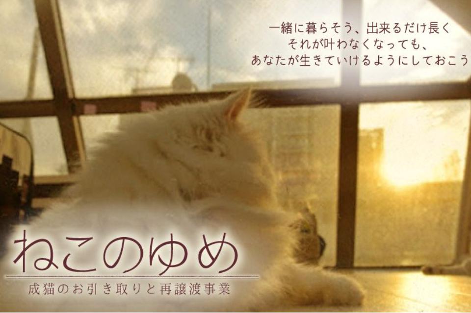 ねこのゆめ〜成猫のお引き取りと再譲渡事業〜のメインビジュアル