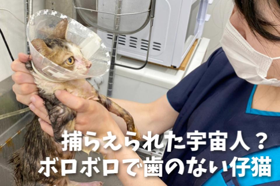 真菌や猫風邪でボロボロの歯の溶けてしまった子猫のメインビジュアル