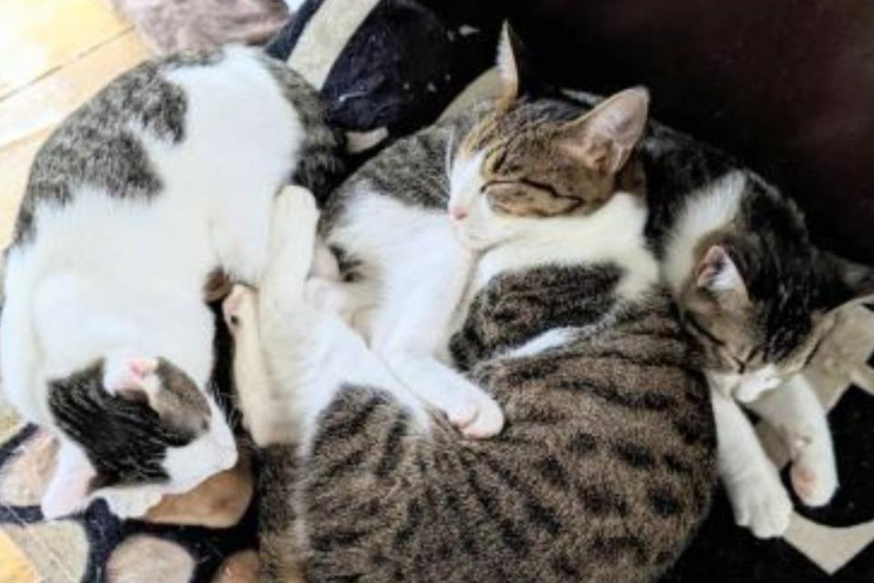 犬猫保護会LIFENETWORのメインビジュアル