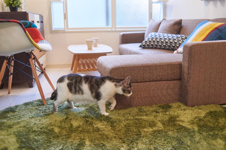 猫付きマンション®︎・猫付きシェアハウス®︎のメインビジュアル