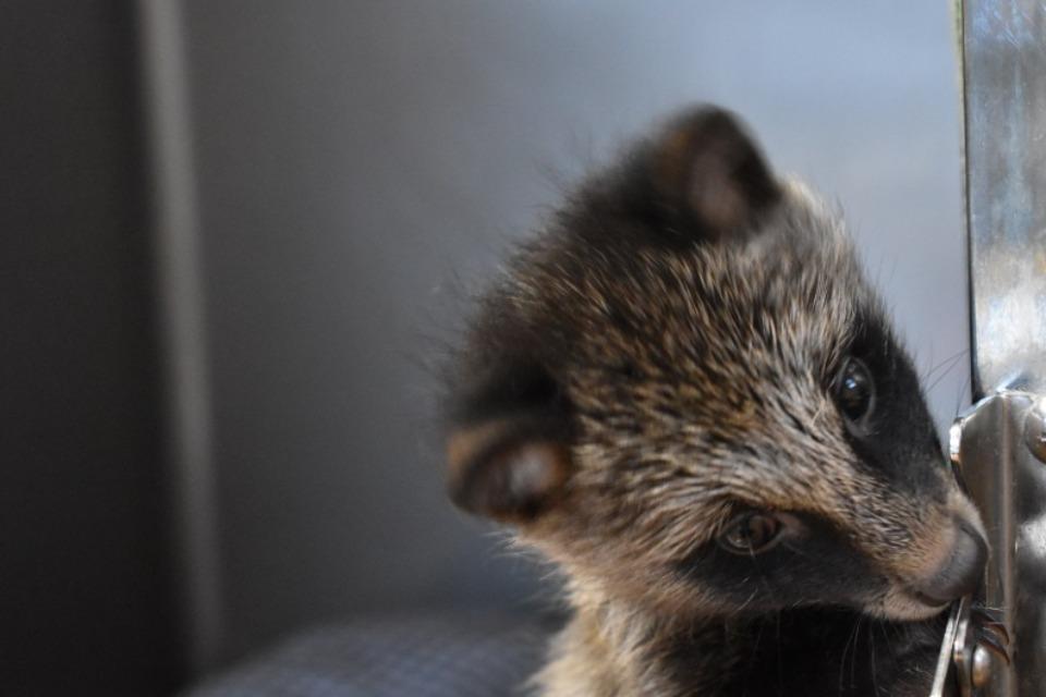傷病野生鳥獣の救護のメインビジュアル