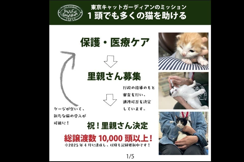 猫の保護・適正な飼育者への譲渡事業のメインビジュアル