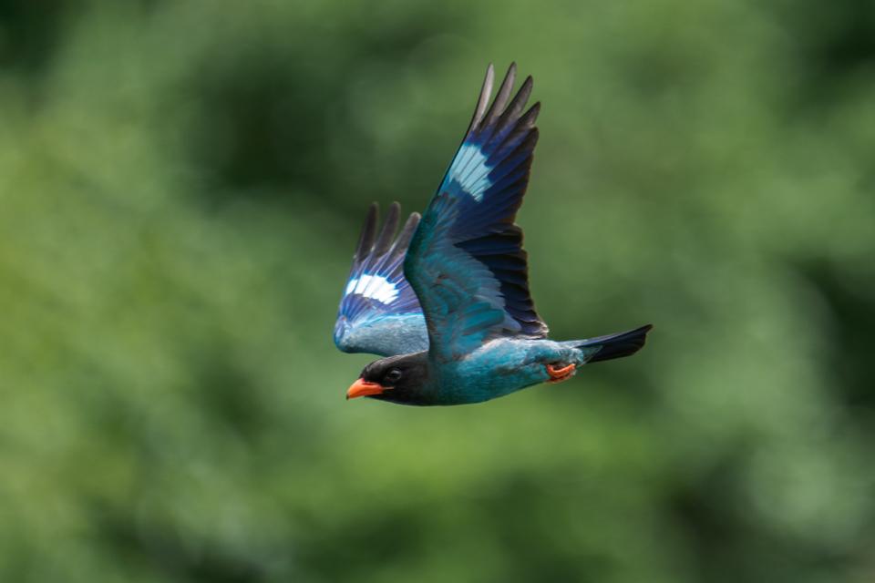 302 ブッポウソウのゆりかごプロジェクトのメインビジュアル