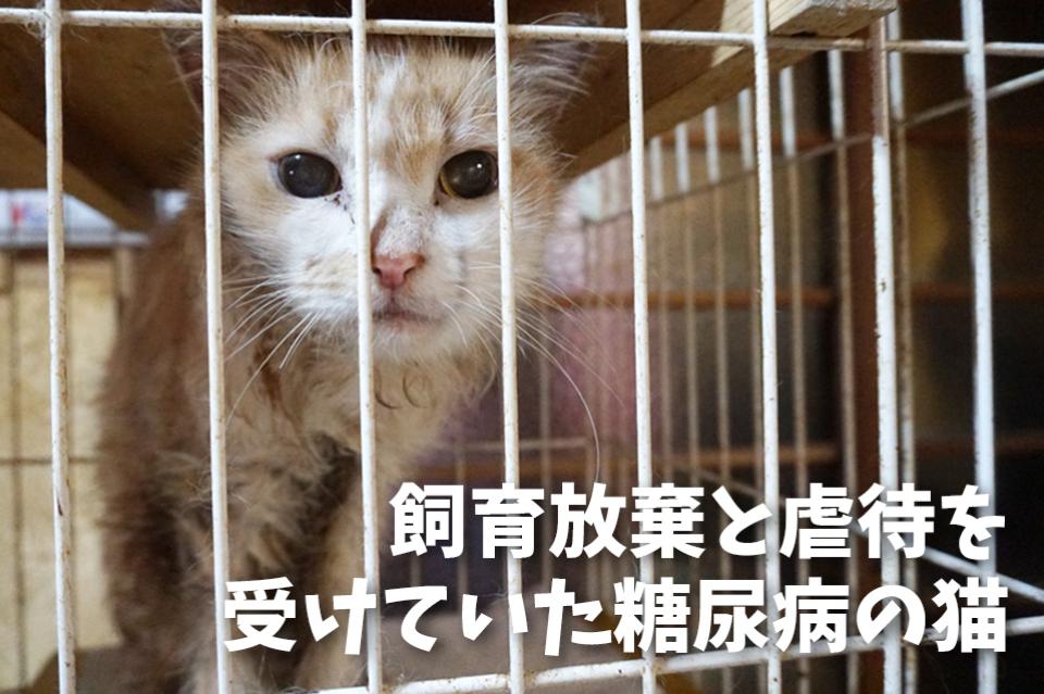 飼い主に飼育放棄された糖尿病の猫のメインビジュアル
