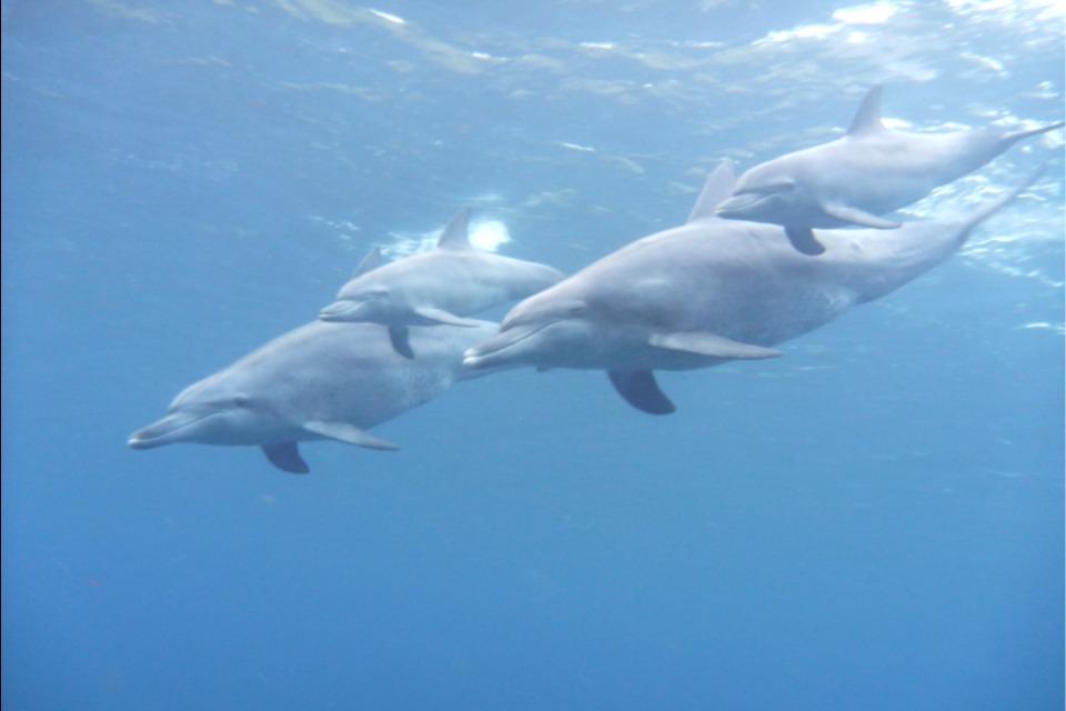 自然体験学習事業 ドルフィンプレイ御蔵島のメインビジュアル