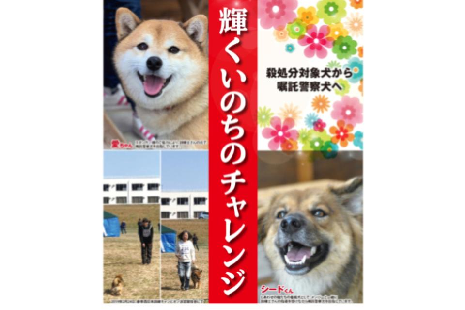 TaneTane Project!譲渡対象外=殺処分対象となった犬たちが人や社会に貢献できる! 人に要らないとされた命たちが人の役に立つ犬として輝く未来を生きる! そんな未来への道へのチャレンジプロジェクト! Main Visual