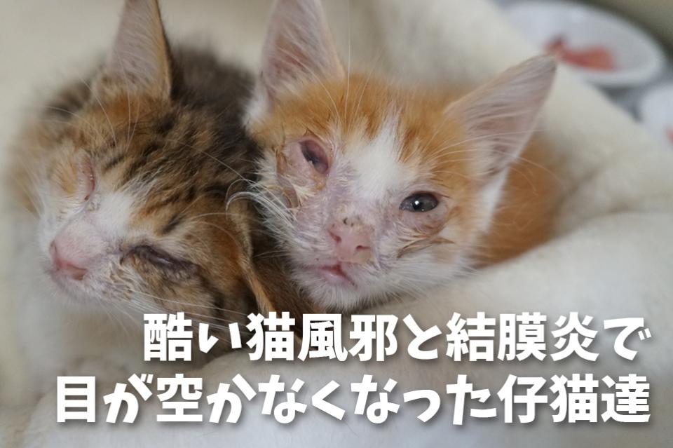 不衛生な環境から保護された仔猫達の命を繋ぐのメインビジュアル