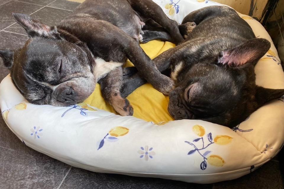 事業の目的の画像