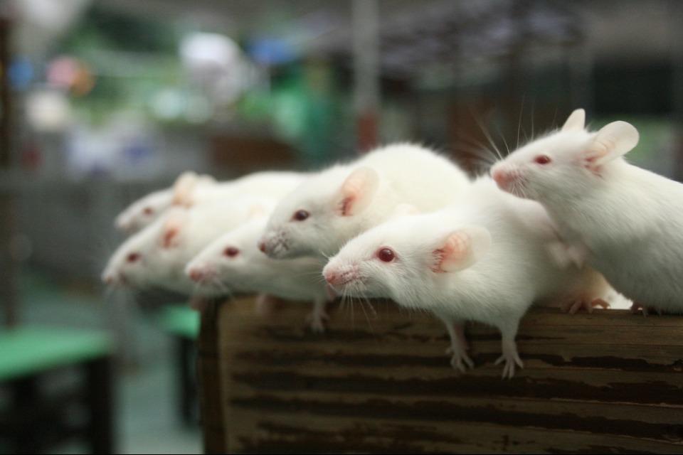 事業の目的の画像