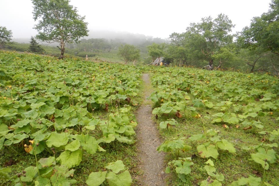 事業の目的の画像
