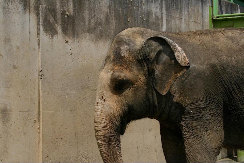 事業の目的の画像