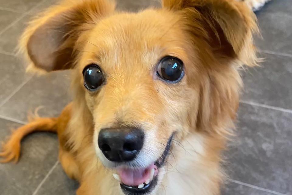 事業の目的の画像