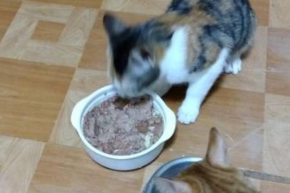 事業の目的の画像