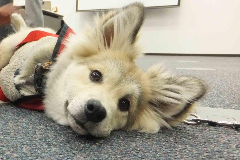 事業の目的の画像