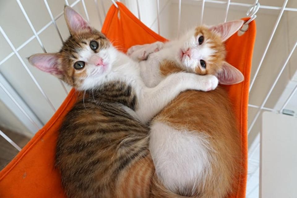 これまでの事業成果の画像
