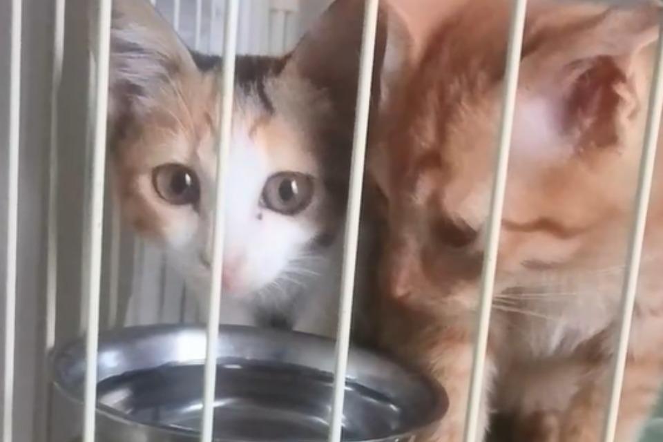 これまでの事業成果の画像