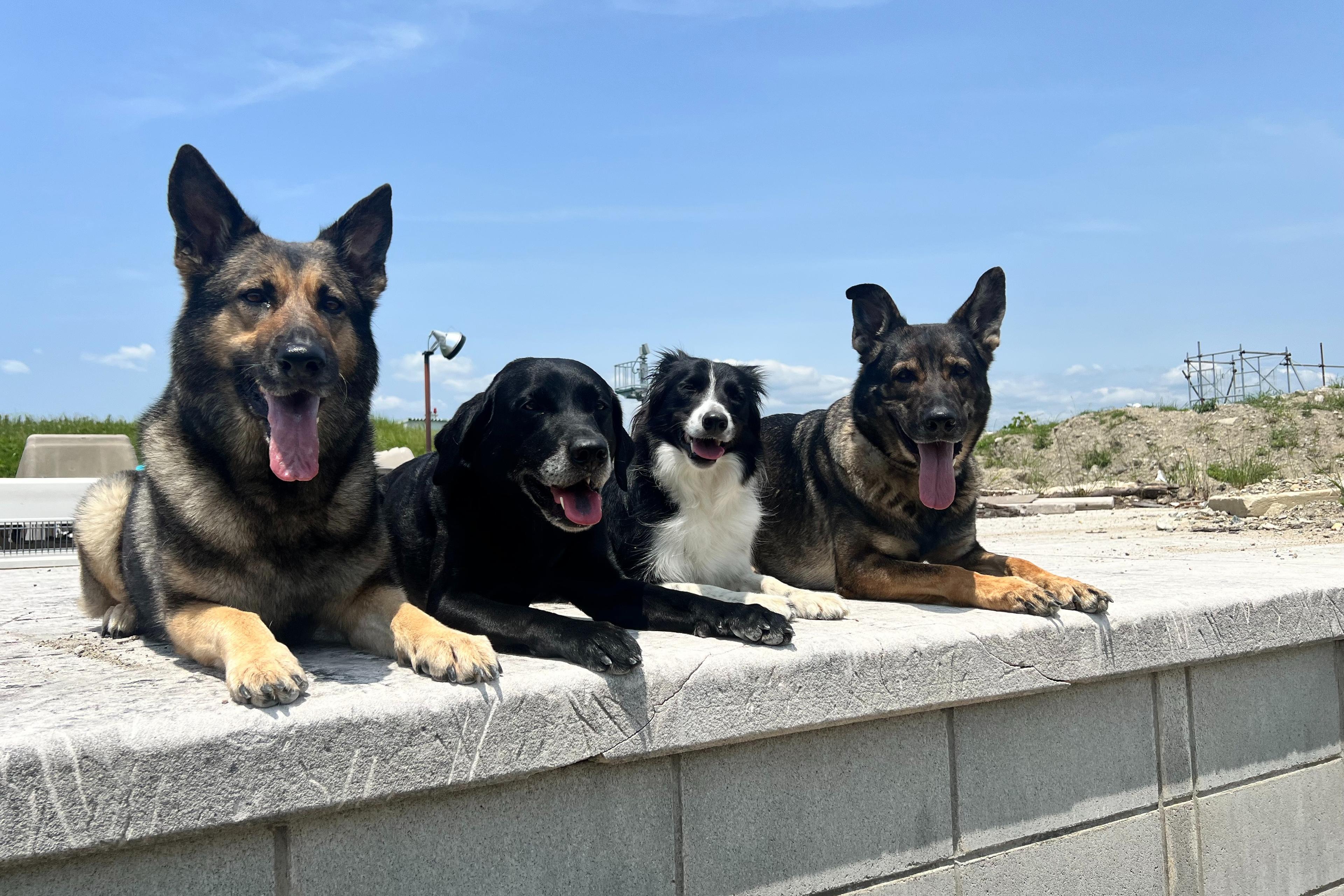 食費・医療費・交通費・備品代等(9頭/年)の画像