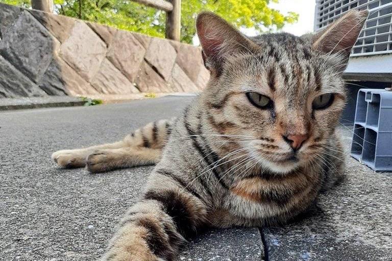 コスモの医療費の画像