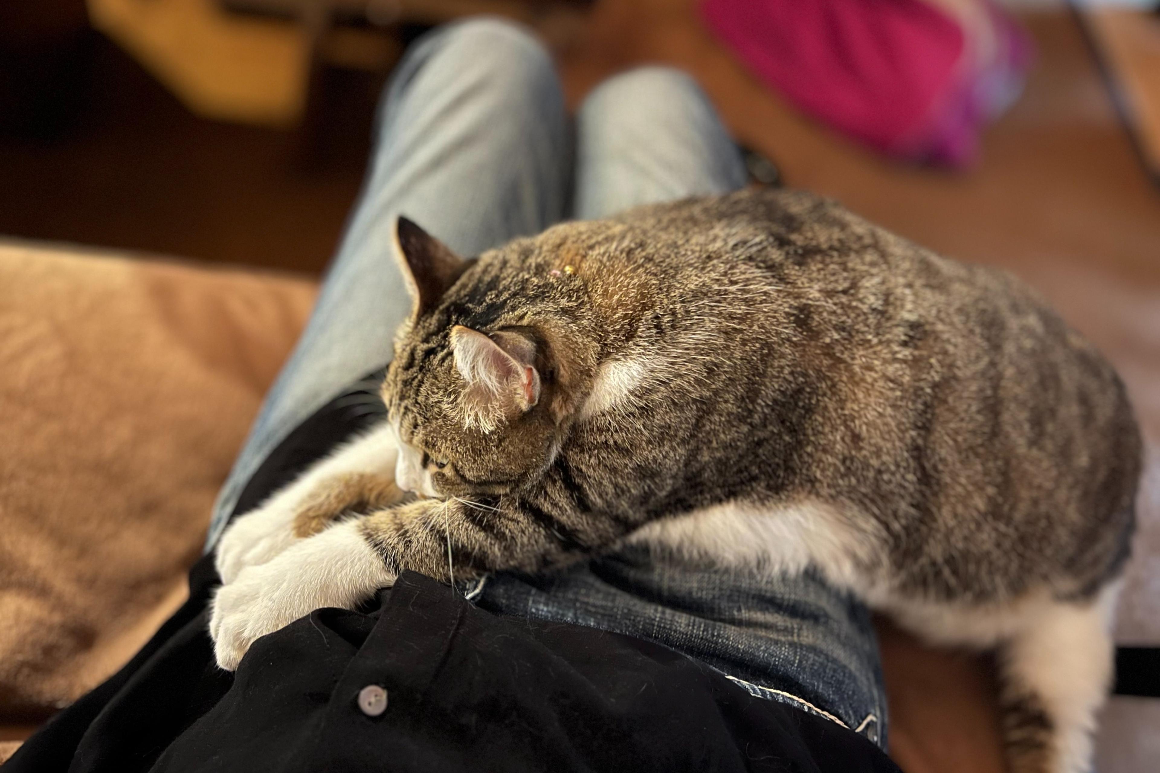 「猫の手当て」を受けるの画像