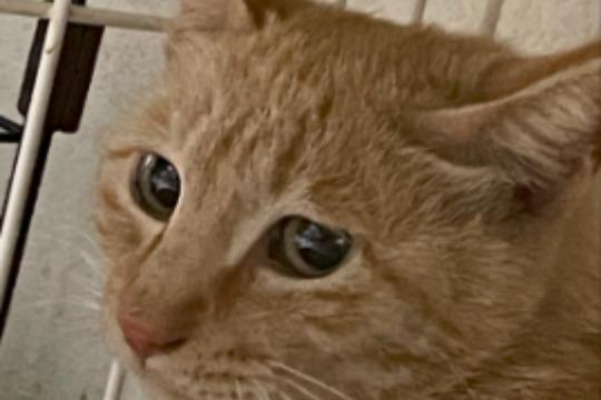 御礼・特典の画像