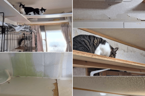 腎臓の悪いシニア猫たちが、安心して穏やかに過ごせるお部屋づくり(改修)の画像