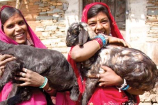 ヤギ1/5頭分! Image