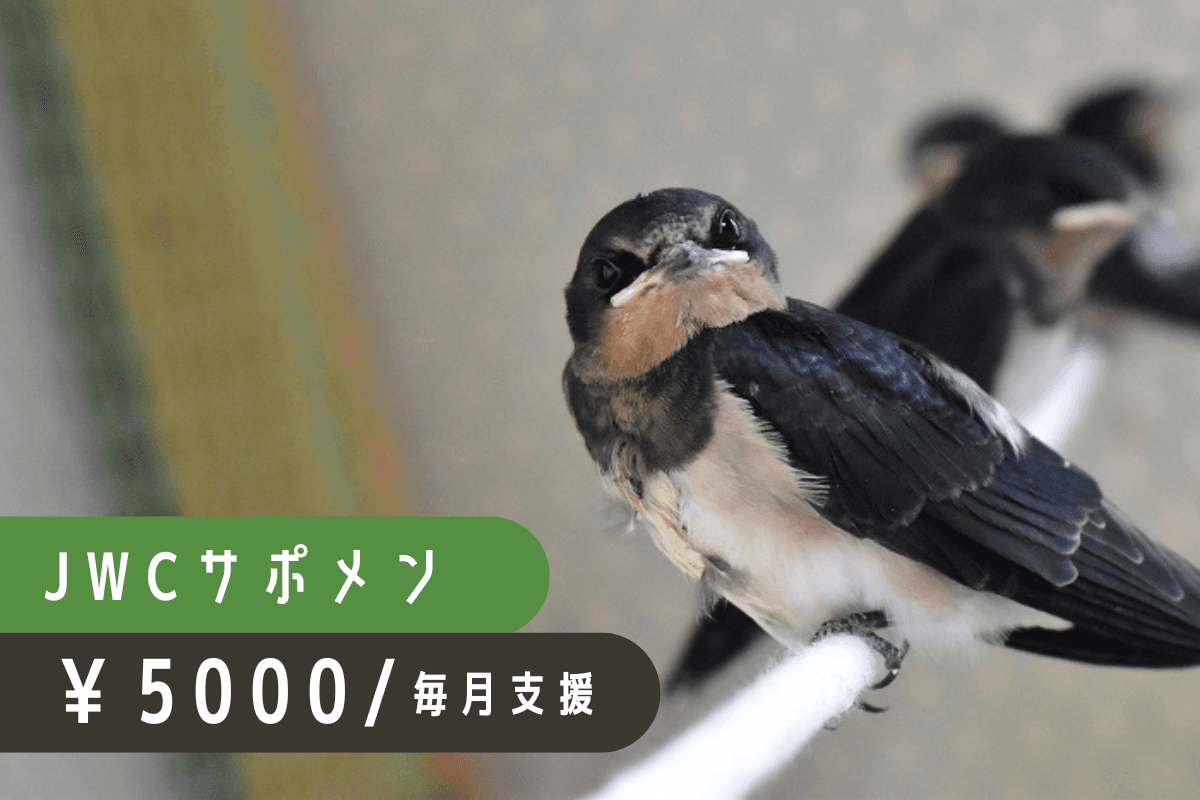 日々の治療費や飼養費として大切に活用させていただきますの画像