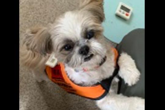 眼病のため、候補犬からPR専門犬となったひめちゃんの医療費の画像